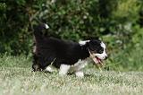 BERGER AUSTRALIEN PUPPIES 346